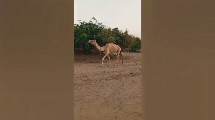 Camel in the forest park #animals #camelenjoy
