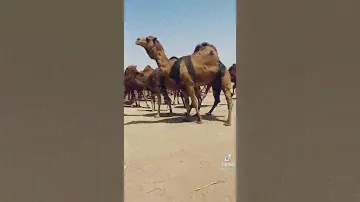 وش معنا الحزام الي يحطونه اهل الجنوب ع الجمال هاذا👆🏻