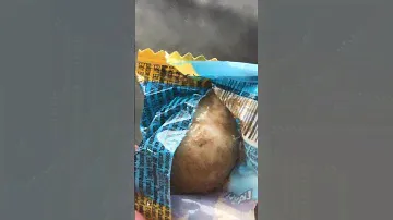 Trying Camel Balls 😂 #camel #balls #camels