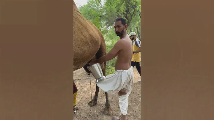 camels life #villagelife #camel milk#rajasthan @woman routine in desert #india #viral