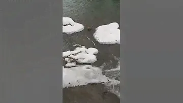 Верблюд пьёт воду у водопада.