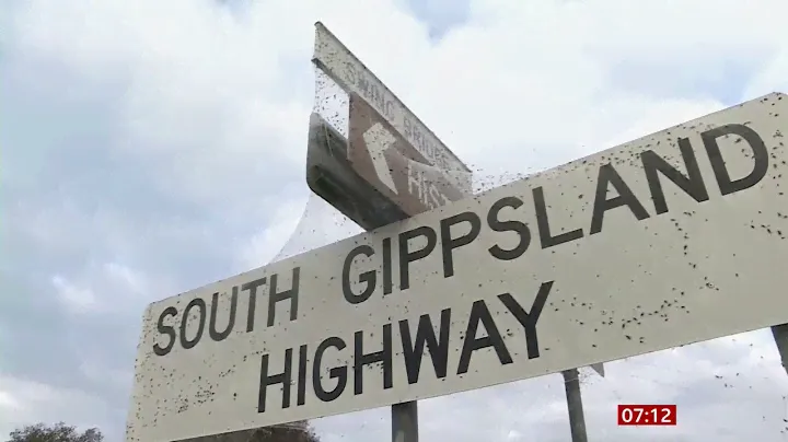 Spider webs blanket Gippsland after Victorian floods (Australia) - BBC News - 16th June 2021